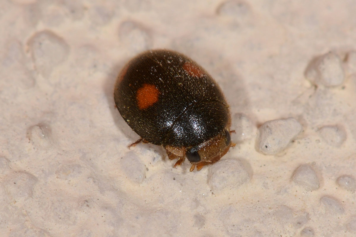 Platynaspis luteorubra? Sì. Coccinellidae